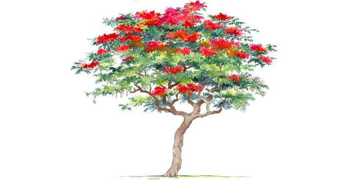 Cây phượng già