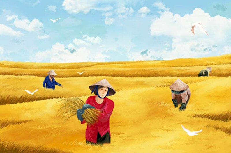 Đốt cháy đồng lúa chín
