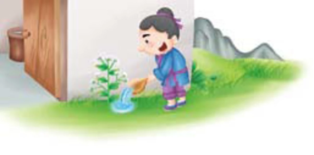 Nàng tiên hoa cúc