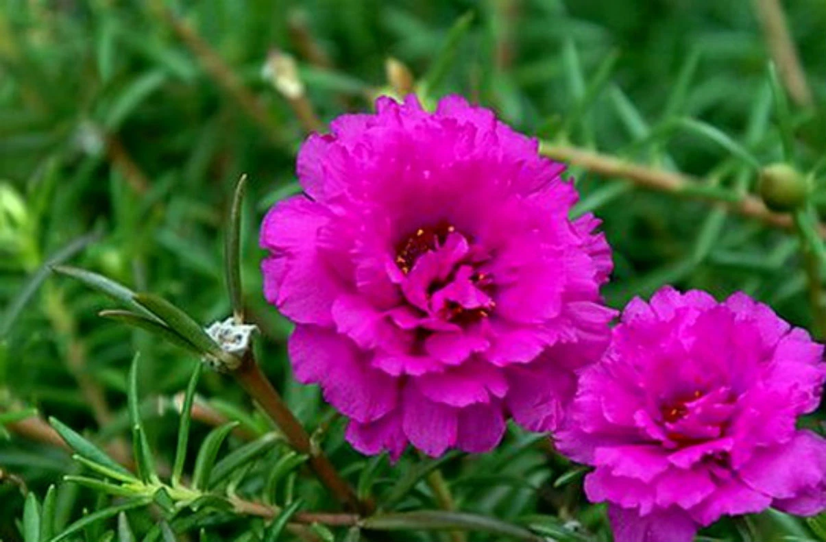 Sự tích hoa mười giờ