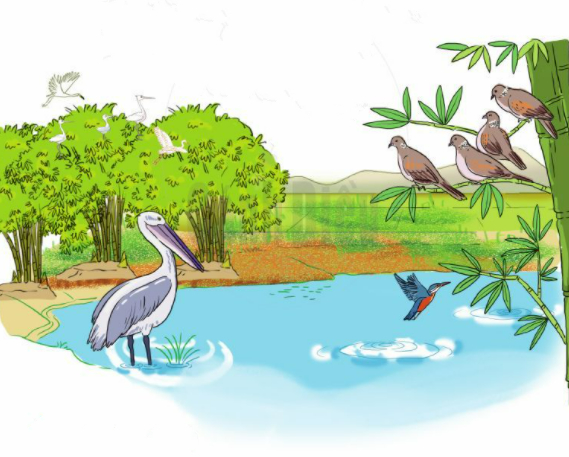 Trò chuyện với loài chim